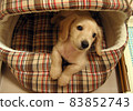 Dachshund puppy coming out of bed 83852743