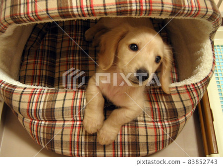 Dachshund puppy coming out of bed 83852743