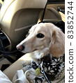 Dachshund in the car 83852744