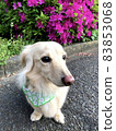 Azalea and dachshund 83853068