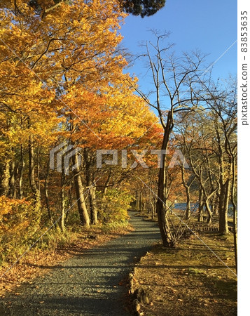 十和田湖的紅葉2021 十和田湖的紅葉2021 83853635