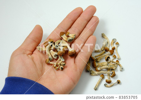 Psilocybe Cubensis mushrooms in man's hand on white background. 83853705