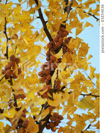 Ginkgo and ginkgo Ginkgo and ginkgo 83854036