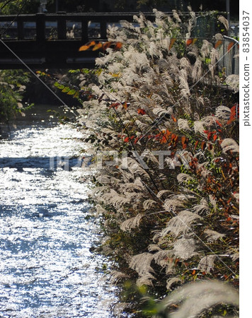 Susuki and the river 83854037