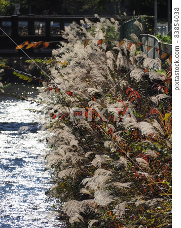 Susuki and the river 83854038
