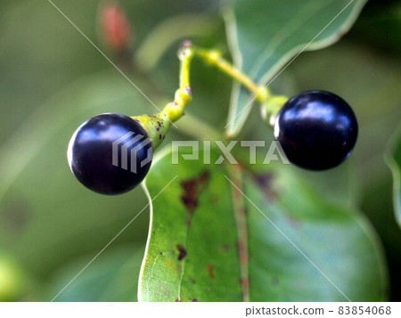 Camphor tree with black fruits (close-up of Kusunoki leaves and fruits) Camphor tree with black fruits (close-up of Kusunoki leaves and fruits) 83854068