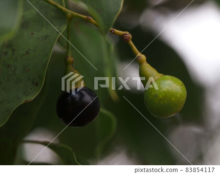 Close-up of green and black camphor trees 83854117