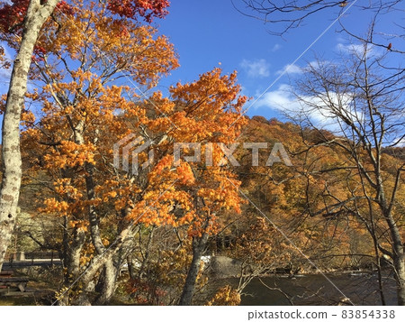 十和田湖的紅葉2021 十和田湖的紅葉2021 83854338