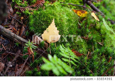 Moss growing in forest close-up, varied vegetation in autumn season. Moss growing in forest close-up, varied vegetation in autumn season. 83854391