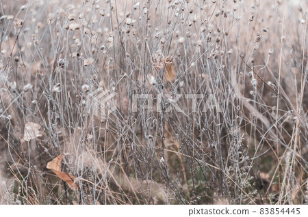 Wild field with flowers, delicate delicate plants on beautiful blurred background close-up. Autumn nature, dry yellowed plants. Wild field with flowers, delicate delicate plants on beautiful blurred background close-up. Autumn nature, dry yellowed plants. 83854445