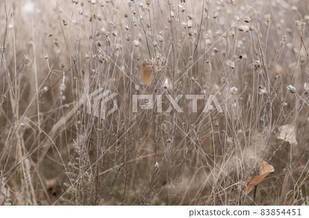 Wild field with flowers, delicate delicate plants on beautiful blurred background close-up. Autumn nature, dry yellowed plants. Wild field with flowers, delicate delicate plants on beautiful blurred background close-up. Autumn nature, dry yellowed plants. 83854451