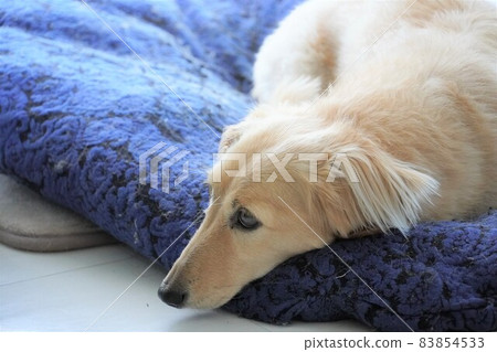  Miniature Dachshund 83854533
