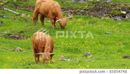 Highland Cattle Cows Graze On A Summer Pasture. Scottish Cattle Breed Walking In Meadow In Summer Day Highland Cattle Cows Graze On A Summer Pasture. Scottish Cattle Breed Walking In Meadow In Summer Day 83854748