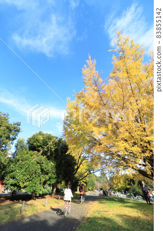 Family cycling under the ginkgo 83855142