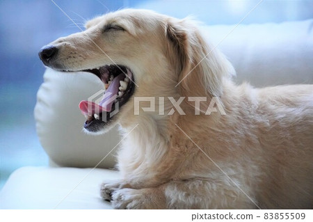 Miniature dachshund yawn Miniature dachshund yawn 83855509