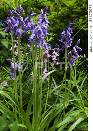Wild flowers bluebells. Violet-blue flowers Campanula persicifolia bellflowers. 83855971