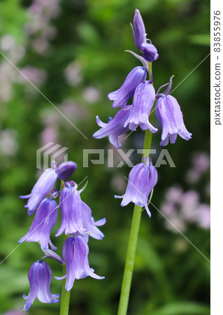 Two branches of bellflowers. Isolated on green grass background. Two branches of bellflowers. Isolated on green grass background. 83855976