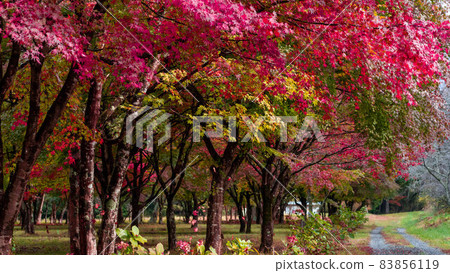 "Kaede no Sato" in full bloom 83856119