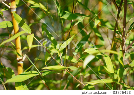 natural bamboo background natural bamboo background 83856438