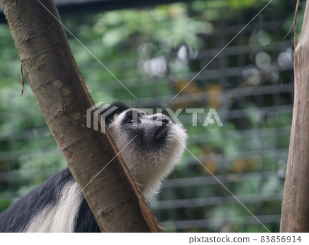 Abyssinian colobus Abyssinian colobus 83856914