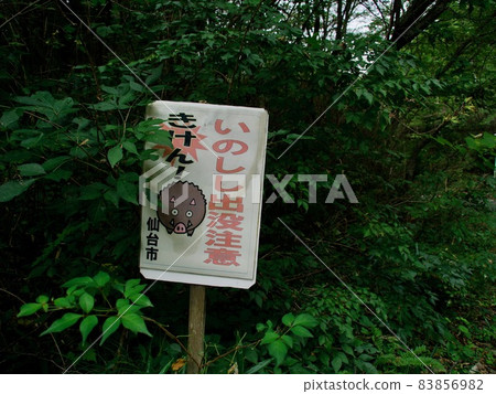 Beware of wild boar infestation Beware of wild boar infestation 83856982