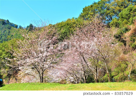 道路站紀州美長木炭紀念公園春景 83857029