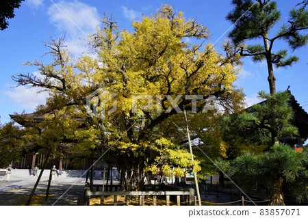 岡山縣庫門南鎮誕生寺的大銀杏 岡山縣庫門南鎮誕生寺的大銀杏 83857071