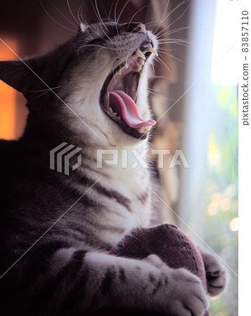 portraits of a cute sleepy face AMERICAN SHORT HAIR grey with black stripes young cat home pet closeup selective focus yawning at bed room window portraits of a cute sleepy face AMERICAN SHORT HAIR grey with black stripes young cat home pet closeup selective focus yawning at bed room window 83857110