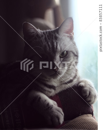 portraits of a cute sleepy face AMERICAN SHORT HAIR grey with black stripes young cat home pet closeup selective focus at bed room window portraits of a cute sleepy face AMERICAN SHORT HAIR grey with black stripes young cat home pet closeup selective focus at bed room window 83857111