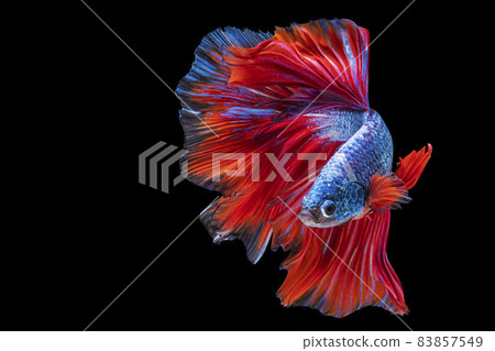 The moving moment beautiful of red and blue Siamese betta fish with copy space. 83857549