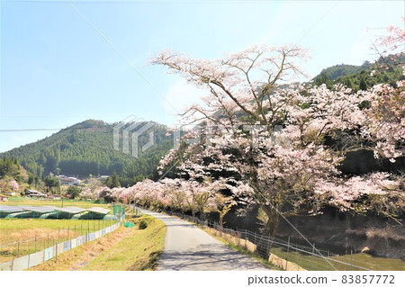 椿湖春景 83857772