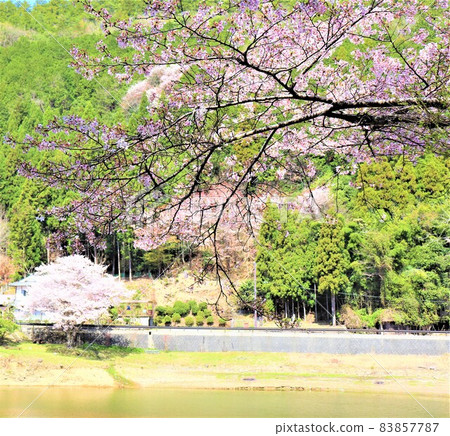 Tsuburo Lake Spring scenery 83857787