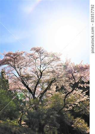 椿湖春景 83857792