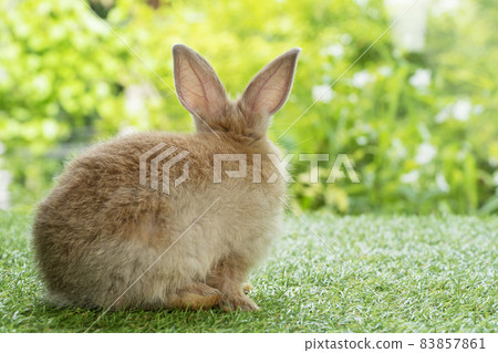 Back of fleecy adorable baby brown rabbit looking at something while sitting alone on green grass Back of fleecy adorable baby brown rabbit looking at something while sitting alone on green grass 83857861