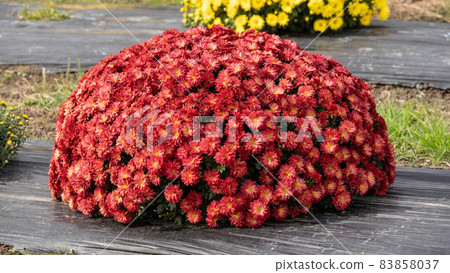 The flower shape that is rounded up is cute The flower shape that is rounded up is cute 83858037