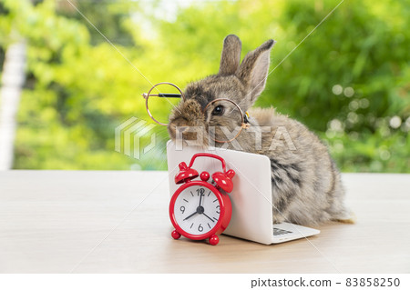 Easter holiday animal, technology e-learning concept. Baby bunny with small laptop and alarm clock Easter holiday animal, technology e-learning concept. Baby bunny with small laptop and alarm clock 83858250