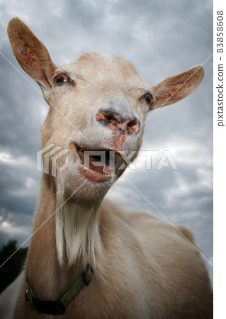 The goat laughs 83858608