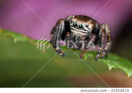 Jumping spider on the green leaf 83858619