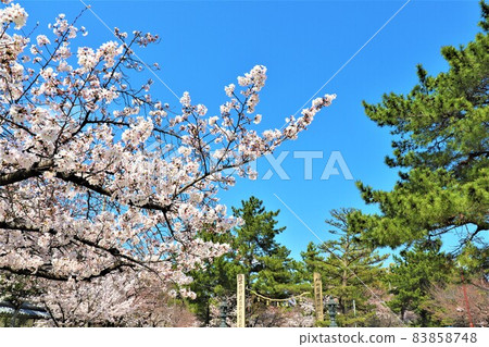 Domyoji / Spring scenery Domyoji / Spring scenery 83858748
