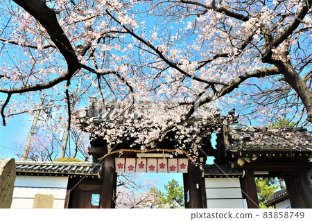 Domyoji / Spring scenery Domyoji / Spring scenery 83858749