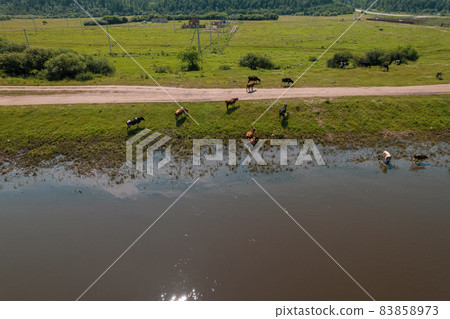 Aerial view of cows herd grazing on pasture field, top view drone pov , in grass field these cows are usually used for dairy production. 83858973