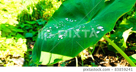 芋頭葉和水滴 芋頭葉和水滴 83859241
