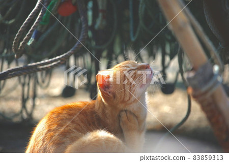 Wild cat in the fishing port Wild cat in the fishing port 83859313