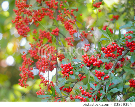 Pyracantha 1 red fruit Pyracantha 1 red fruit 83859394