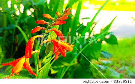 On a summer morning, a princess narcissus in the garden On a summer morning, a princess narcissus in the garden 83859511