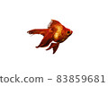 金魚白色背景 83859681