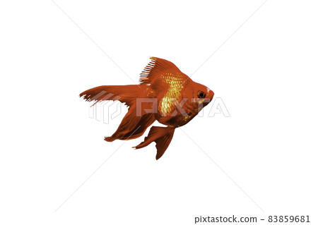 金魚白色背景 金魚白色背景 83859681
