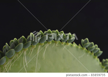 Growing seedling potted plant Growing seedling potted plant 83859735