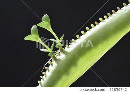 Growing seedling potted plant 83859742