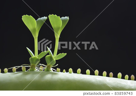 Growing seedling potted plant 83859743